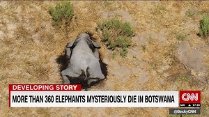 More than 360 elephants have died from mysterious circumstances in Botswana in the past three months, according to local conservationists. CNN's David McKenzie reports https://cnn.it/3inJoja | CNN Africa