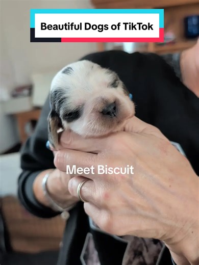 These Lovely woofers will be gracing you fyp for the foreseeable future they all love attention so you better make sure to follow along and give them your all #Buttons #cute #claim #dogtok #fyp @DOGS @Tiktokdog @DOG FUNNY