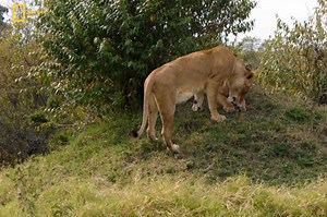 Brotherhood Of Lions - Hindi Documentary Part 10 #jungle #wildanimals #documentary #discovery #purenaturehdtv | Pure Nature HDTv