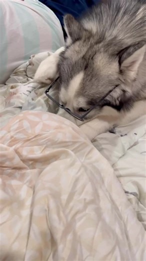 Looks like this husky is ready to judge you in the funniest possible way. 😍 | Rumble