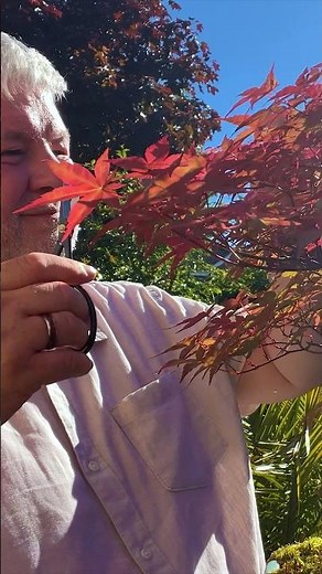 Pruning My Japanese Maple... Then This Happened 🤣
