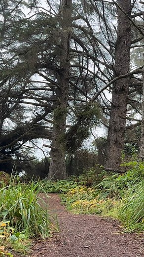 Sue-meg State Park in Humboldt County, CA #nature #takeahike #pnwlife #wholesome #naturegrandpa #pnw #beblessed #humboldt | Boring Old Guy
