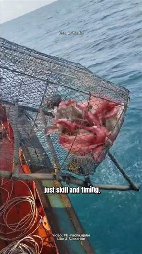 INSANE RED SNAPPER HAUL! traditional fishing trap catches SO MANY! #fishing #fish #redsnapper