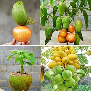 568K views · 10K reactions | Unlocking the Magic - Growing Mango and Coconut on Papaya Trees at Home省便 | Great DIY Idea | Facebook