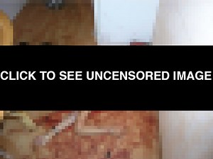 Dogs Love Eating Human Faces