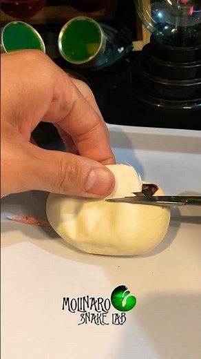 Ball python egg cutting! #molinarosnakelab #shorts #ballpythonbreeding #royalpythons #pythons #eggs