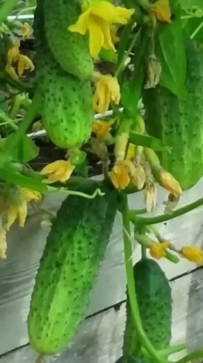 #садогород #огород #овощи #огурцы #огурцывтеплице #дачныйсовет