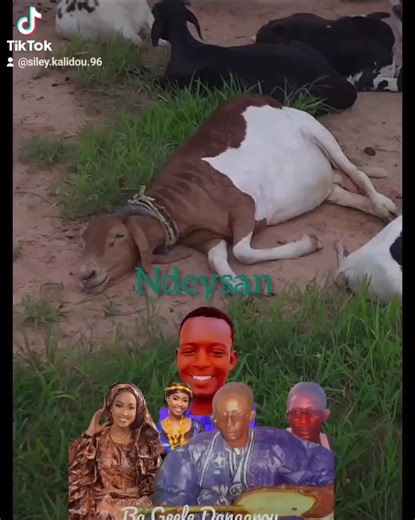 Siley kalidou 96 (@siley.kalidou.96)’s videos with son original - Siley kalidou 96