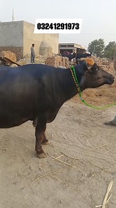 1.7M views · 10K reactions | Big beefalo for sale in #hfcow #cowforsale #cows #jerseycow #BiggestCow #animals #dairyfarm #farming #cowfarm#shorts#shortsvideo#dairycowtv#viralshorts | Dairy Cow TV | Facebook