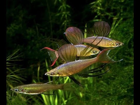 Threadfin Rainbow (Iriatherina Werneri) Species Profile: "A beautiful Rainbow Species"