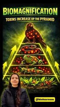 |👉Biomagnification: The Silent Killer in Food Chains☠️|Ecosystem| Biolearnum|