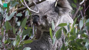 Koala numbers have fallen so low that the animal is "functionally extinct’’ say animal campaigners 🐨 Watch more HuffPost UK videos here: http://huffp.st/sDZXqO0 | HuffPost UK