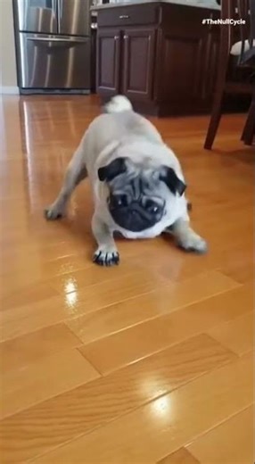 Pug's wet foor fail 😂 #funny #pets