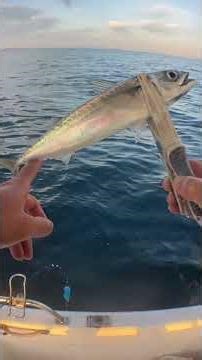 水深55mの魚群を直撃！サビキと胴付き仕掛けでアジ・サバを狙い撃ち【ボート釣り】 #釣り #釣り動画 #fishing #サビキ#餌釣り