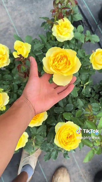 Chinese Rose Tree: A Colorful and Beautiful Addition to Your Garden