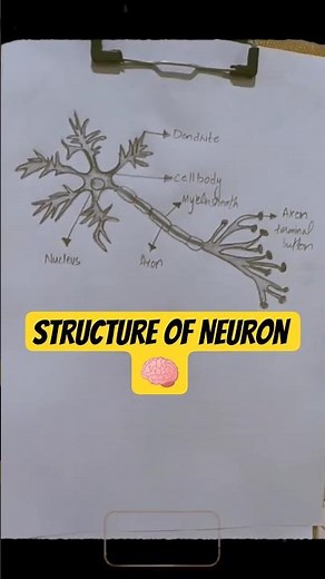 🧠 Neuron Structure Made Easy! ✍️✨