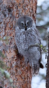 A little clip of a Great Grey Owl. Some call them the Grey Ghost or the Silent Hunter. These incredible hunters can hear and catch rodents moving beneath snow layers up to 2 feet deep! #owl #greatgreyowl #fyp #birdwatching #wildlifephotography #wildlife #wildlife #forestlife #foryouシpage #winter | Colorado Wild Photography