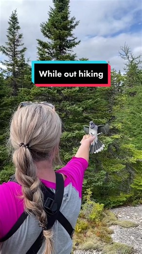 Hiking Adventure: Encounter with a Blue Jay | Julie's Nature