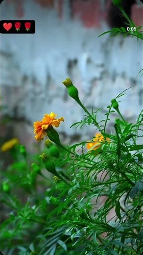 O'Romeo: Aashiqon Ki Colony | Shahid K, Disha P | Sajid N | Vishal B | Gulzar | Madhubanti❤️🌹👍