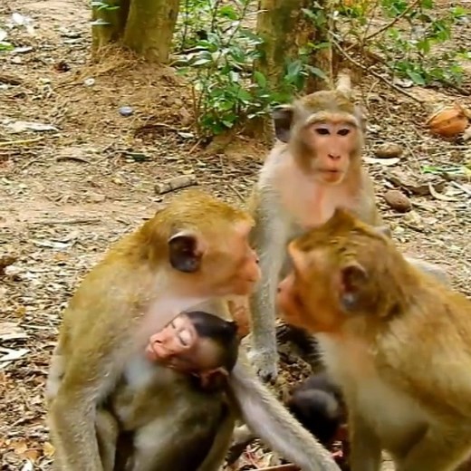 17K views · 392 reactions | Listen Sad Sound !! Poor baby Shady cry angry mom rejected milk Shady Cry Cry Hungry... | Power Reel | Facebook