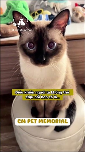 Mèo Xiêm: Thông minh, trung thành nhưng cực kỳ "lắm lời"! 🐾 | #CMPetMemorial