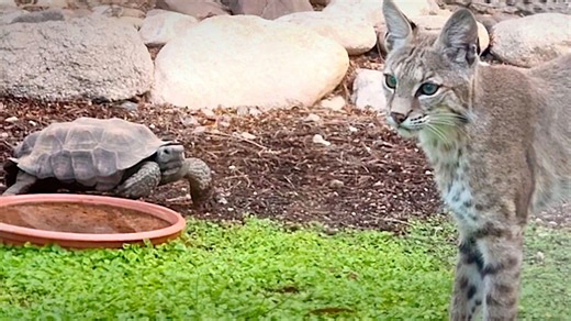 David vs. Goliath: Brave tortoise squares off against bobcat in Arizona yard