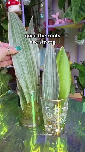 Snake Plant Propagation 🌱 Grow New Plants From One Leaf. #shorts