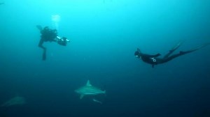 Dark Tide : le retour de l'angoisse des requins !