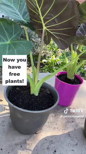 Dividing plants like this elephant ear is the easiest way to propagate. They like it too. It invigorates them.#gardeningtips #gardening #gardentok #gardentips #elephantears #gardentipsforyou #gardeninghacks