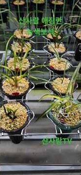 Green Gem and Water Scent Jasmine Germinating