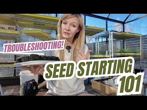 Seed starting 101: best soil, tray options, lighting, fertilizing, and troubleshooting!