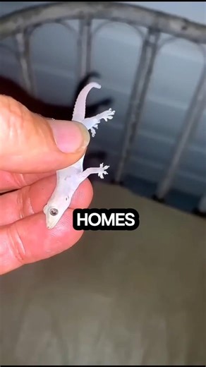 Where Do House Lizards Lay Eggs?
