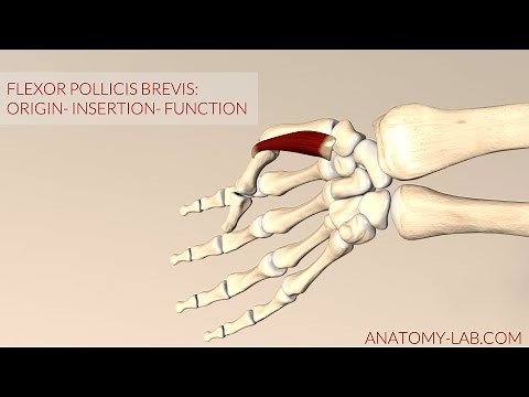 Flexor Pollicis Brevis: Origin, Insertion, Function (3D Animation)