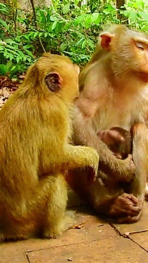 Beautiful Mom & baby Beautiful Animals Relaxing & Stress Relief