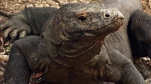 The Most Famous Predators in Wildlife - Nat Geo Wild Animals