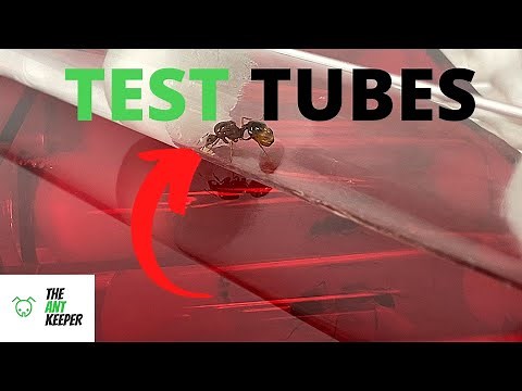 Keeping Your Ants In Test Tubes!