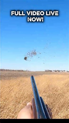This Rooster Got SMOKED! #pheasanthunting