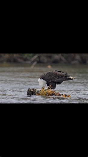 Filet-o-fish Friday. | Norman Goo