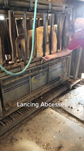 Sorry if you find this gross, just part of the job. #Cattle #Farm #abcessesinlivestock