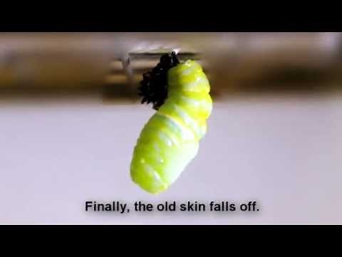 Metamorphosis From Caterpillar To Butterfly
