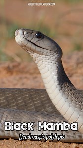 777K views · 7K reactions |  Black Mamba (Dendroaspis polylepis) in...