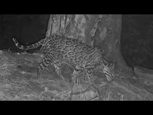 "INCREDIBLE" and Rare... Arizona's only Ocelot captured on my Trail Cameras