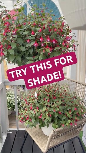 The Secret to a Stunning Shade Patio - Fuchsia Blue Radiance!!! #flowers