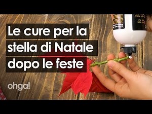 How to care for your poinsettia after the holidays: all the secrets to keeping it healthy all yea...