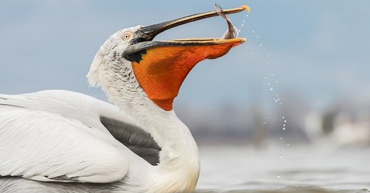 What Do Pelicans Eat?