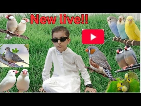 Rafy Hadi vlogs is live budgies parrot baby 🐥 🐣 🕊🦜🐧📢🔊🐦😋🤪java sparrow finches and Dave 🕊 activities
