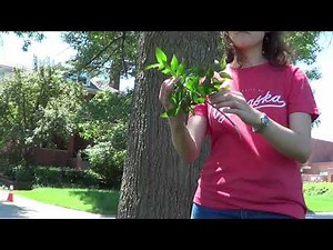 Tree identification: white ash
