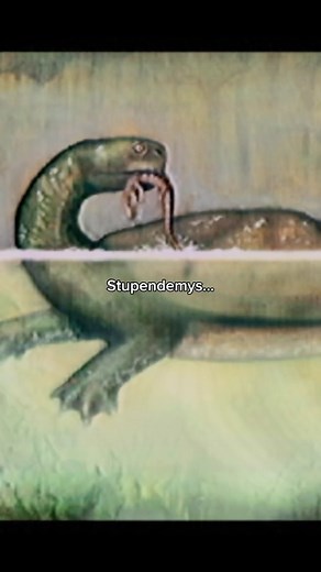 The Very Extra Ordinary on Instagram: "This animal is an extinct genus of freshwater side-necked turtle, belonging to the family Podocnemididae. It is the largest freshwater turtle known to have existed, with a carapace over 2 meters long. Stupendemys lived during the Middle Miocene to the very start of the Pliocene, about 13 to 5 million years ago. Follow my page for daily old Earth prehistoric videos! #prehistoric #extinct #oldearth #scary #prehistoricanimals #extinctanimals #turtle #stupendem