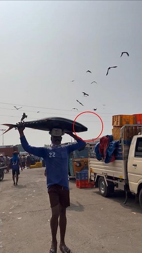 ⚔️ Swordfish Are Born Without Swords... How Is That Possible? 😱 #Swordfish