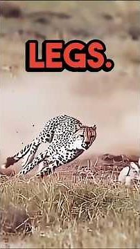 The 5 fastest animals in the world #top5 #fastest #animals